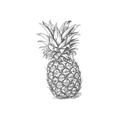 Pineapple fruit sketch hand drawn. Vector illustration design.