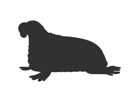 recommend clip art: Black silhouette of walrus marine mammal flat style, vector illustration