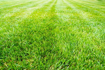 Obraz premium Well-groomed cut lawn of saturated green color. Quality grass for ornamental lawn