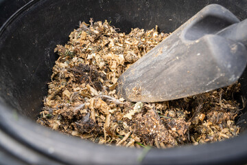 Wood sawdust with bird droppings in a bucket close-up. Using chicken farm waste as fertilizer for...