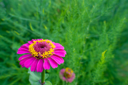Pink colored Zinnia Majora close up against blurred background