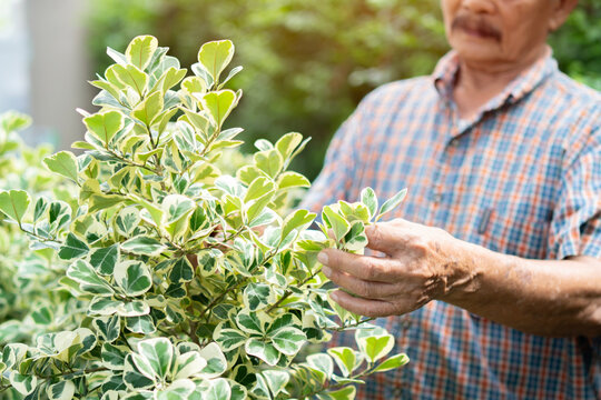 Cropped image of Asian old elderly man is pruning or take care of trees for a hobby after retirement in a home.