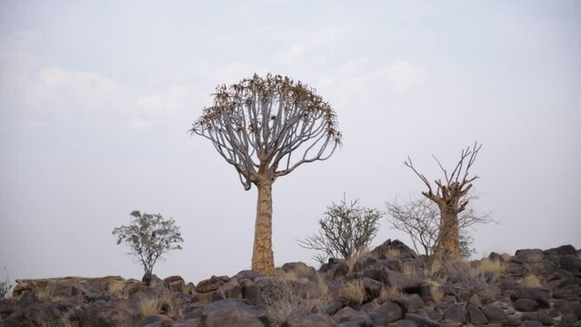 Quiver tree on a hill between dolerite rocks with sprouts of seeds and flowers in the Quiver Tree Forest near Keetmanshoop in Namibia
