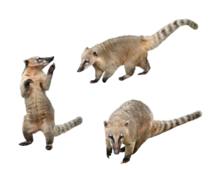 ハナグマ　 3アングル