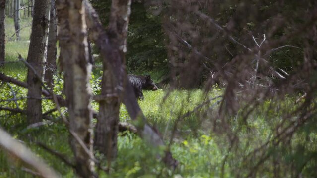 Big wild black bear walking in the woods. Slow motion. 