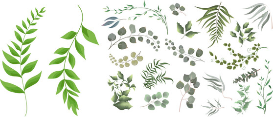 Mix of herbs and plants vector big collection. Juicy eucalyptus, green plants and leaves. All elements are isolated . Vector illustration