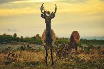 Hokkaido, Japan - September 3, 2023: Yezo sika or Cervus nippon yesoensis at Cape Ochiishi, Hokkaido, Japan
