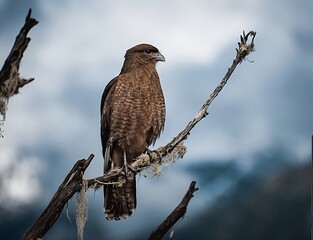 red tailed hawk perched on a branch