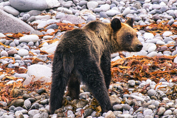 
Hokkaido, Japan - September 4, 2023: Brown bear or Ursus arctos at Peninsula Shiretoko, Hokkaido, Japan
