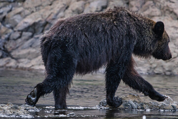 
Hokkaido, Japan - September 4, 2023: Brown bear or Ursus arctos at Peninsula Shiretoko, Hokkaido, Japan
