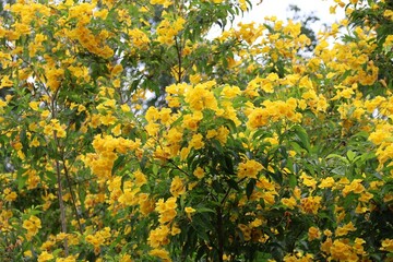 yellow flowers in the garden