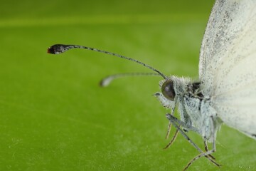 One beautiful butterfly on green leaf, macro view. Space for text