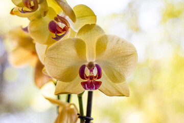 Orquídea amarilla 