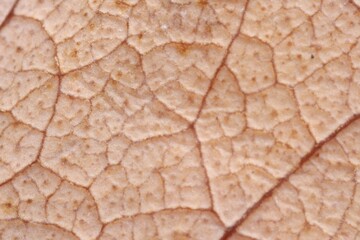 Texture of beautiful plant as background, macro view