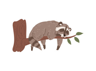 Vector funny raccoon lies, sleeping on a tree branch dangling paws, hand drawn cartoon isolated illustration