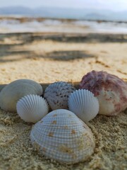 seashell on the beach