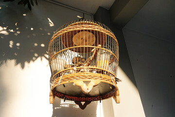 Dove bird in traditional hanging cages