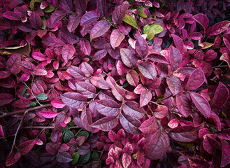 Background from red leaves of natural outdoor plants close-up. Autumn pattern concept.