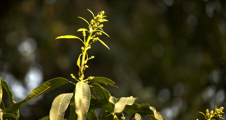 Mango flowers on a tree closeup 