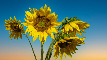 Sunflower flower at dawn