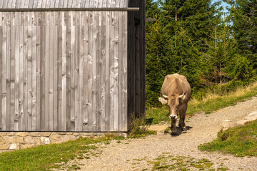 Free-ranging cow on the meadow between fir trees and on the path side  in the Bregenzerwald. cows...