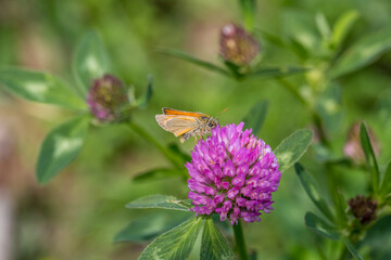 butterfly on a flower. beautiful lady butterfly Vanessa cardui, red clover, close-up