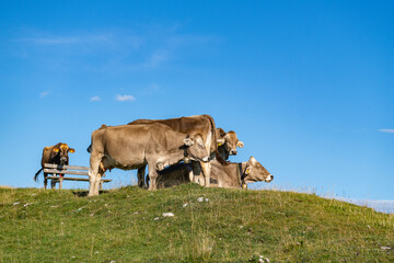 
Kuh liegt auf der Wiese, viele Kühe mit unterschiedlichen Farben auf der grünen Weide in...