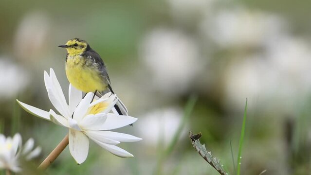 Closeup of Yellow Wagtail Bird on water lily Flower in Morning