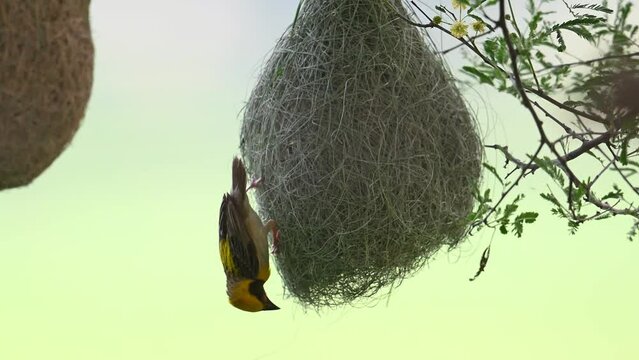 Baya Weaver Bird  Making Nest