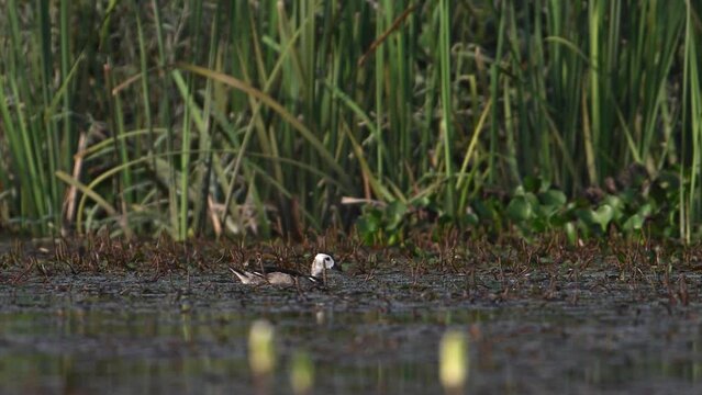 Cotton Pygmy Goose, Nettapus coromandelianus in wetland
