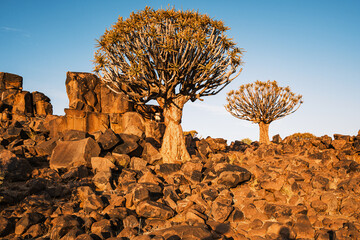 Quiver tree (Aloe Dichotoma) forest at sunset, Keetmanshoop, Namibia. A recognized Namibia landmark.