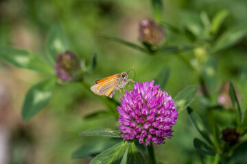 butterfly on a flower. beautiful lady butterfly Vanessa cardui, red clover, close-up