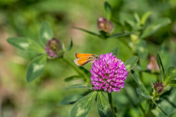 butterfly on a flower. beautiful lady butterfly Vanessa cardui, red clover, close-up