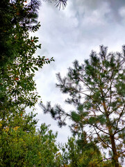 Fir, Christmas tree, pine. Green thorny tree. A green pine branch close up. Nature in a coniferous forest. Park. Autumn page with reflection of tree. Fall