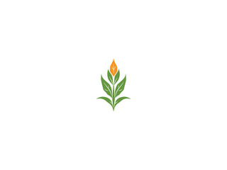 Corn plant logo vector, logo design, vector and illustration,
