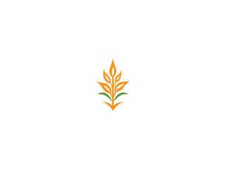 Corn plant logo vector, logo design, vector and illustration,