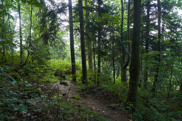 Fototapeta premium Landscape with hiking trail in the mountain forest