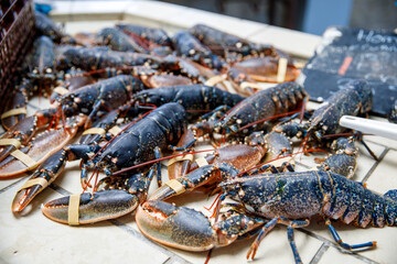 Fresh lobsters and seafood on french farmer market in Normandy, France.