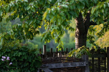 Eine Kirschbaum steht in der Abendsonne im Garten des Klosters Michaelstein.