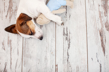 Small dog sleeping and embracing toy