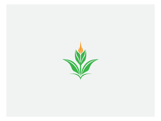 Fototapeta na wymiar Corn plant logo vector, logo design, vector and illustration,