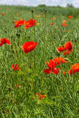 Fototapeta premium Common names for Papaver rhoeas include corn poppy, corn rose, field, Flanders, red or common poppy
