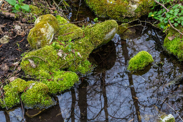River in a forest park. Plants, moss, green grass. Reflections on water. Spring, early summer. Environment climate ecology ecosystems, pure nature. Idyllic landscape. High angle view
