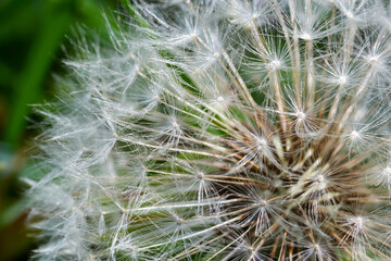 dandelion at sunset . Freedom to Wish. Dandelion silhouette fluffy flower on sunset sky. Seed macro closeup. Soft focus. Goodbye Summer