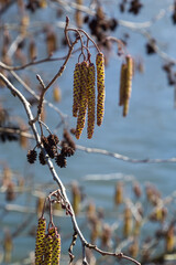 Small branch of black alder Alnus glutinosa with male catkins and female red flowers. Blooming alder in spring beautiful natural background with clear earrings and blurred background