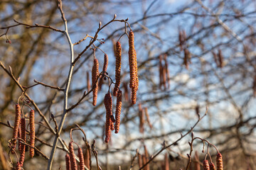 Small branch of black alder Alnus glutinosa with male catkins and female red flowers. Blooming alder in spring beautiful natural background with clear earrings and blurred background