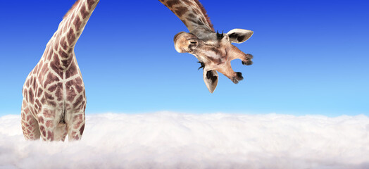 Giraffe face head hanging upside down. Curious gute giraffe peeks from above clouds