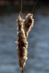 Cattails bulrush Typha latifolia beside river. Closeup of blooming cattails during early spring snowy background. Flowers and seed heads of fluffy cattail