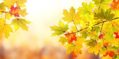 Naklejka na ściany i meble Calm fall season. Maple tree leaves on sunny beautiful nature autumn background. Horizontal autumn banner with Maple leaf of red, green and yellow color