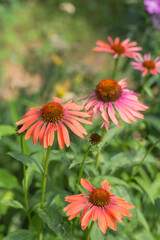 Echinacea Sombrero Adobe Orange in flower garden